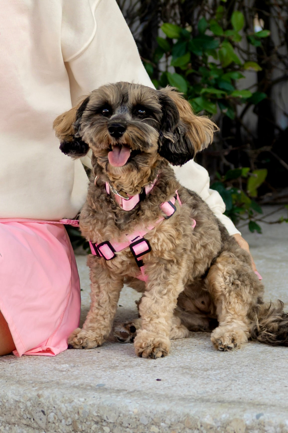 The Companion Harness in Palm Blush