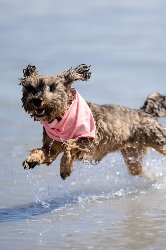 Durable Dog Bandana — Bubblegum Pink