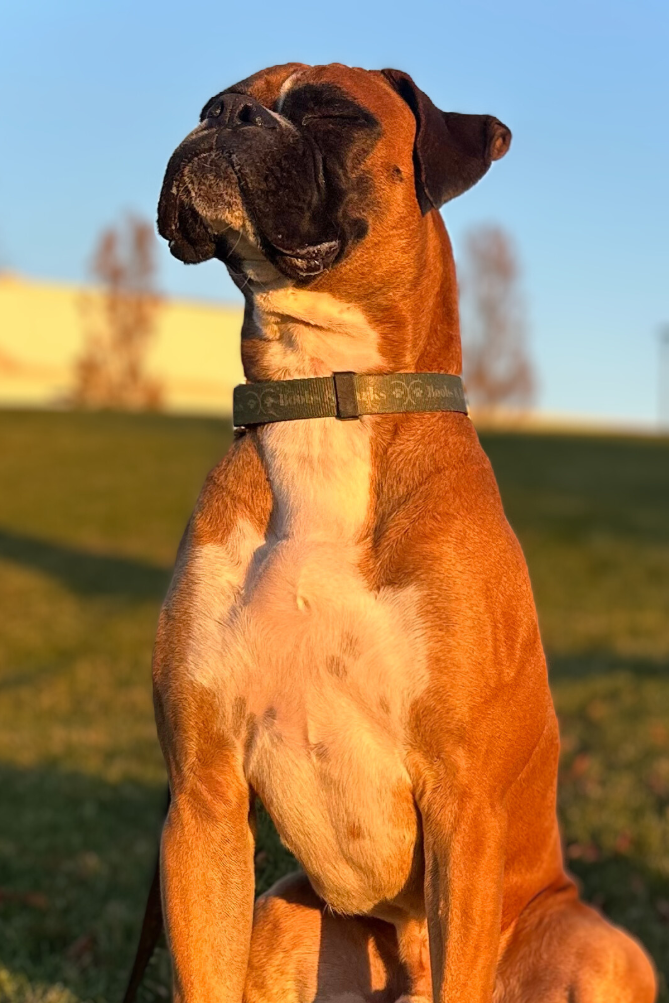 Adjustable B&B Dog Collar — Forest Green