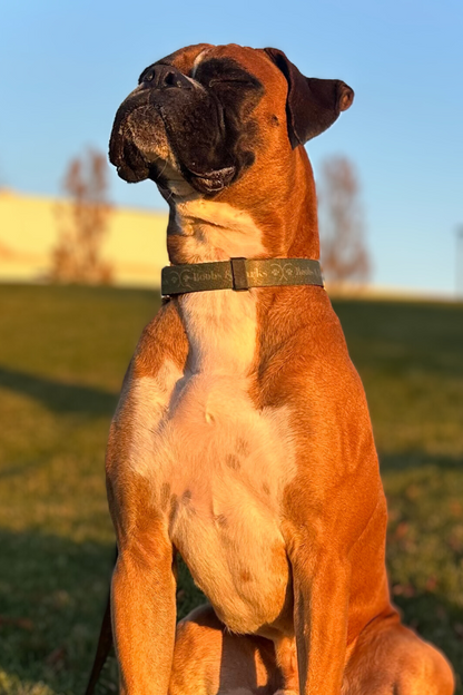 Adjustable B&B Dog Collar — Forest Green