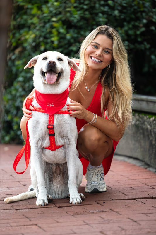Dog Essentials Kit — Scarlet Red