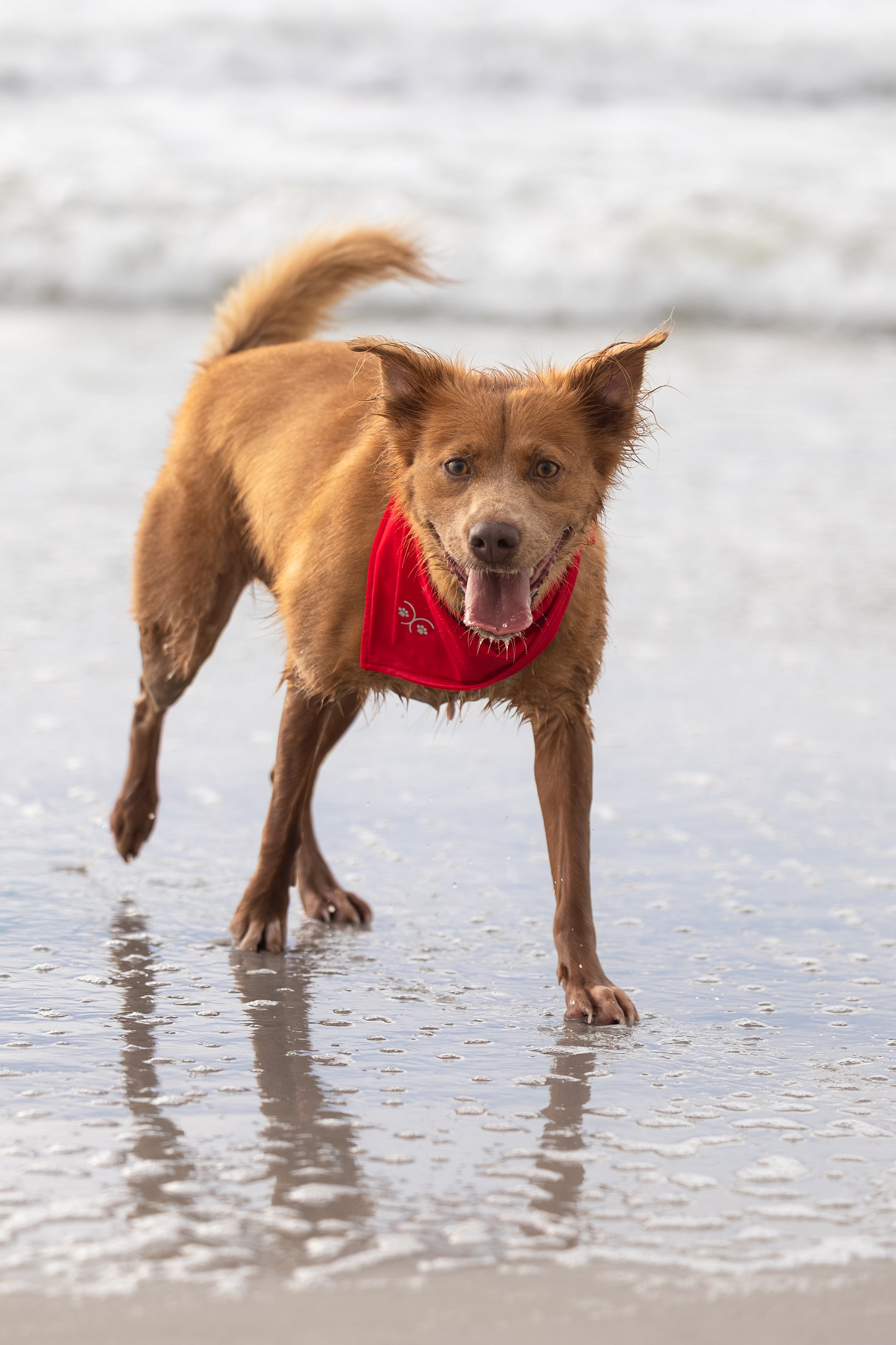 The Harbour Bandana in Regatta Red