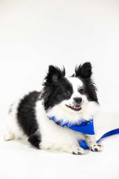 Dog Mom Set — Royal Blue