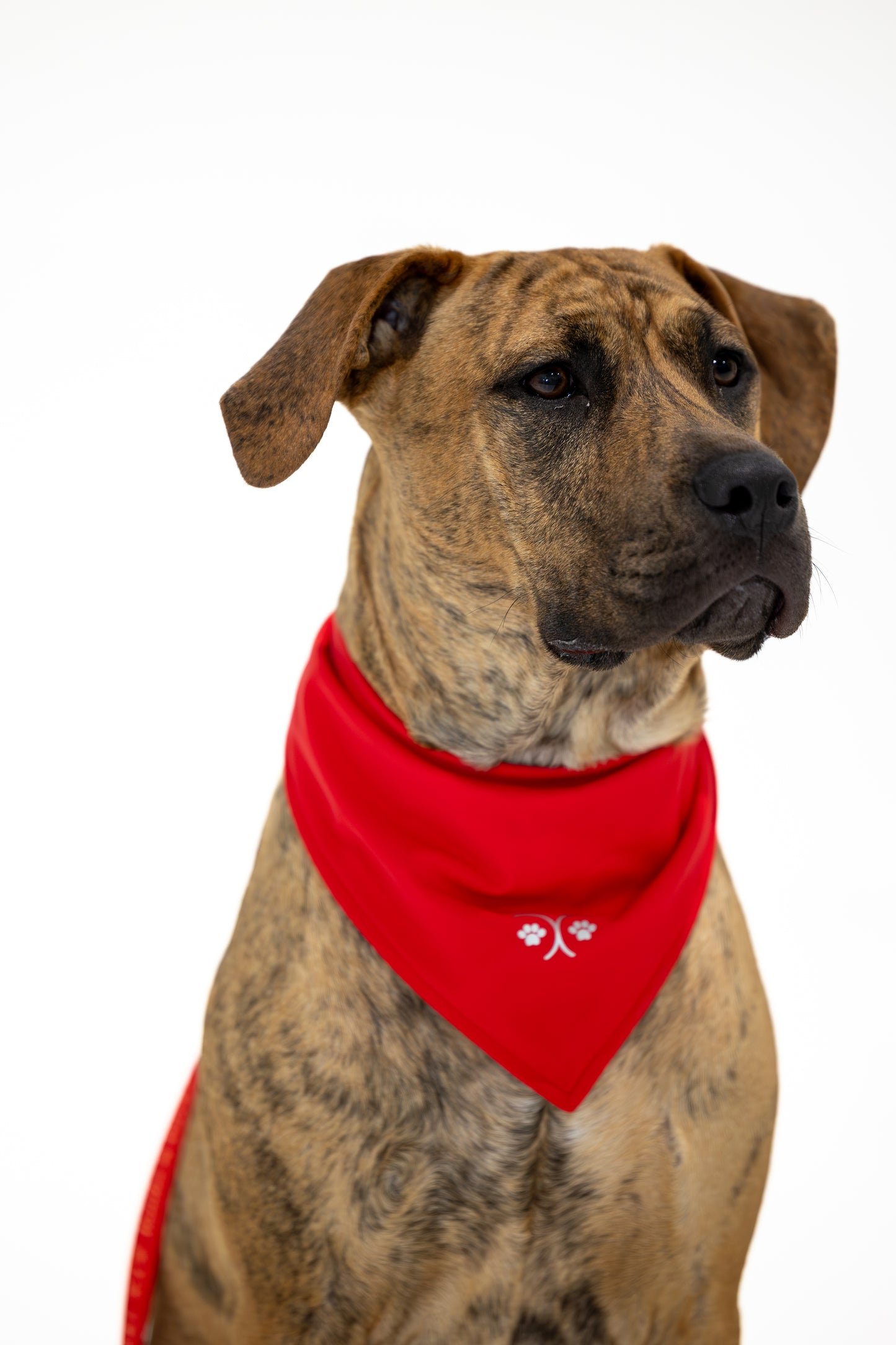 Dog Mom Set — Scarlet Red