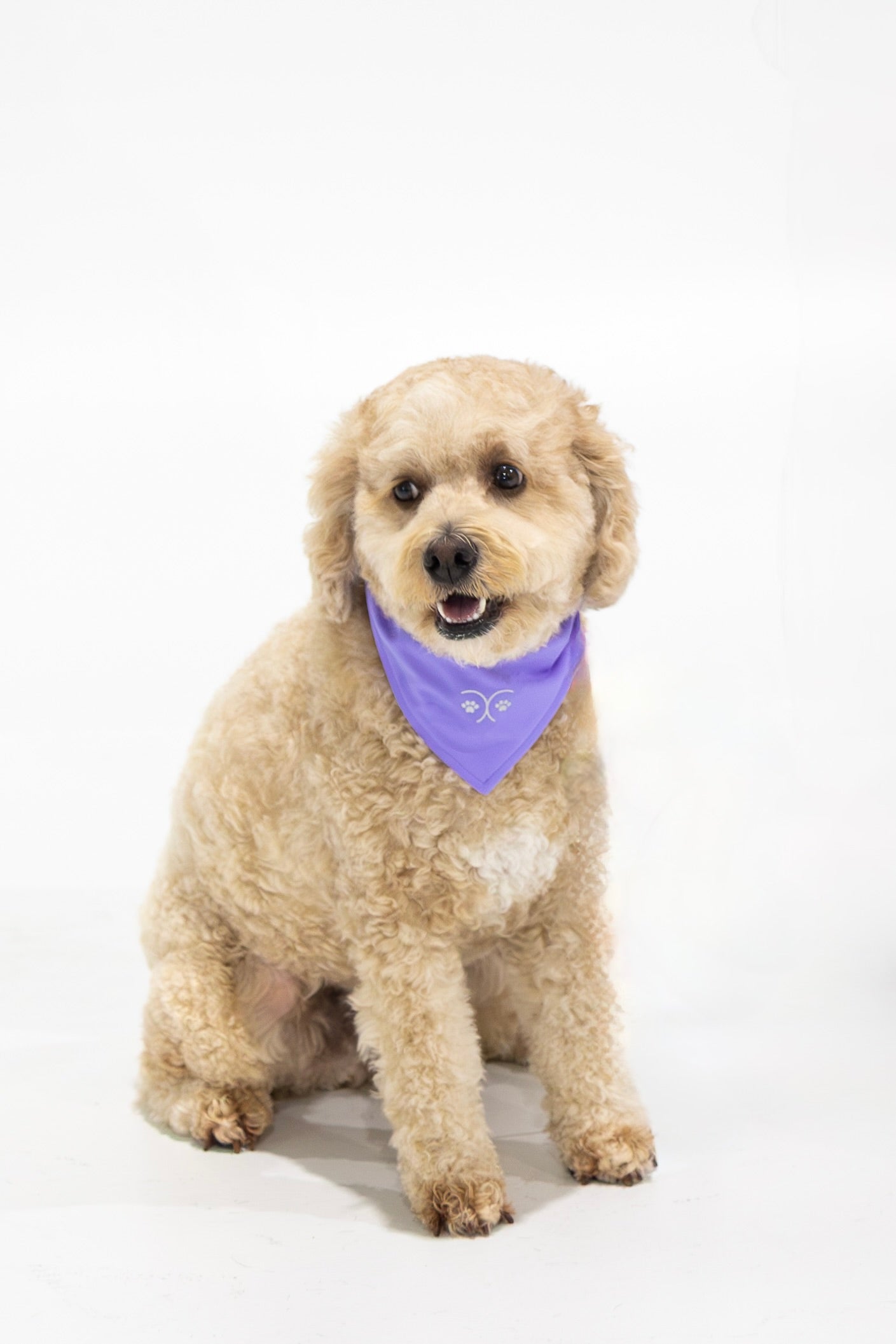Durable Dog Bandana — Lavender Purple