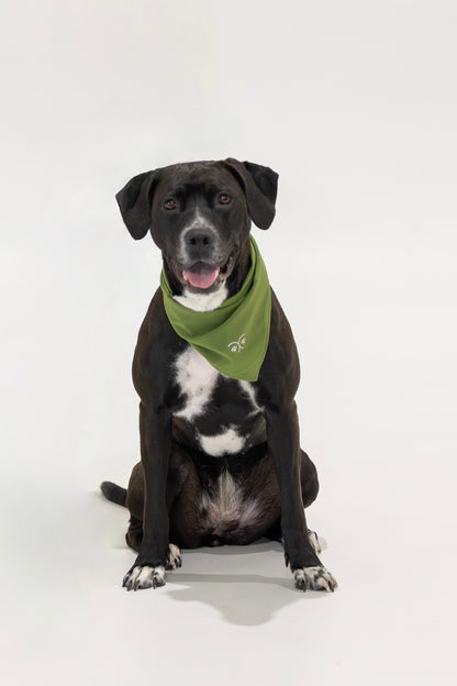Durable Dog Bandana — Forest Green