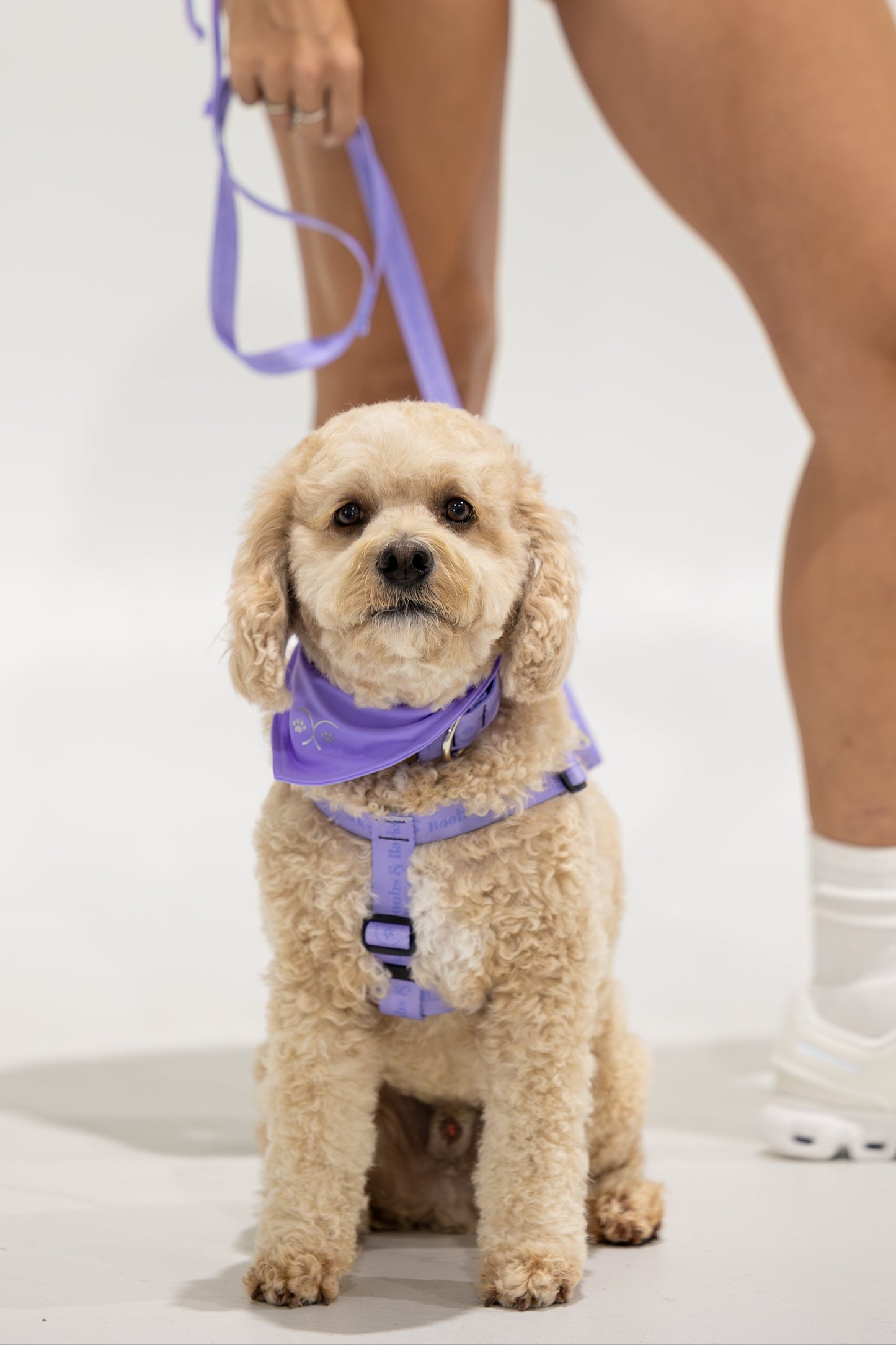 Adjustable B&B Dog Harness — Lavender Purple