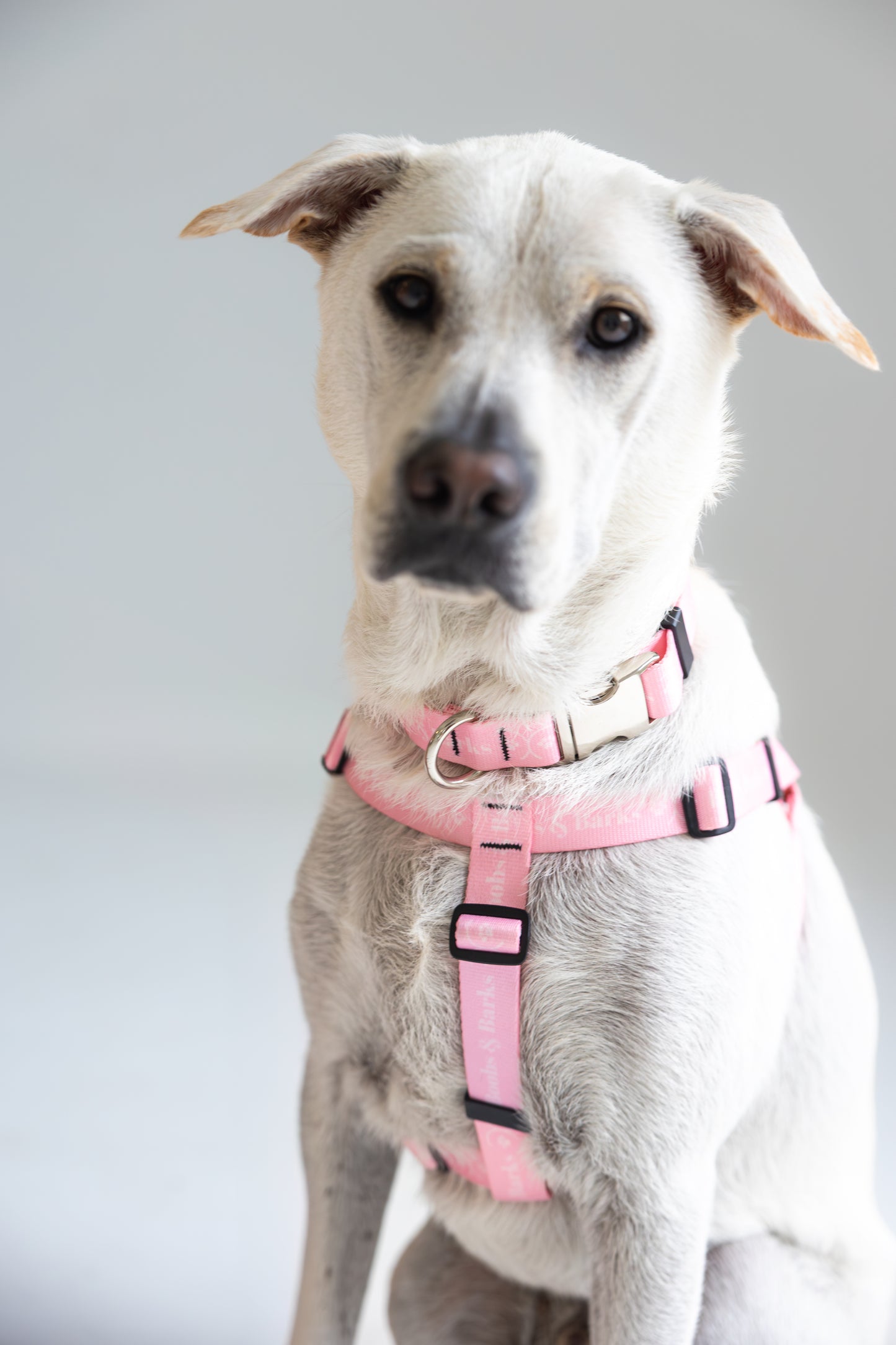 Adjustable B&B Dog Harness — Bubblegum Pink