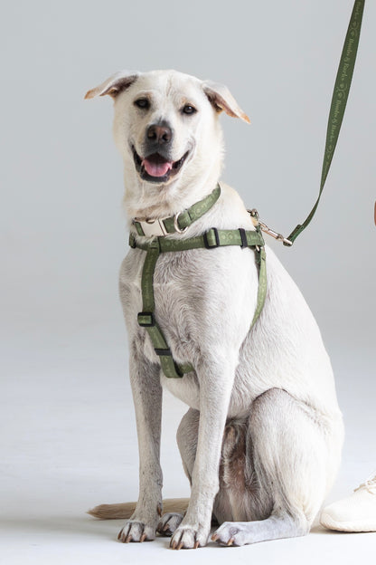 Adjustable B&B Dog Harness — Forest Green