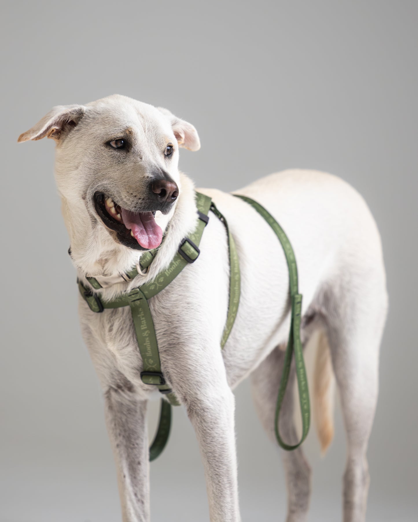 Adjustable B&B Dog Harness — Forest Green