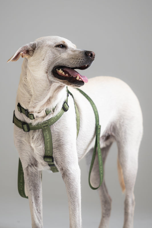 Dog Essentials Kit — Forest Green