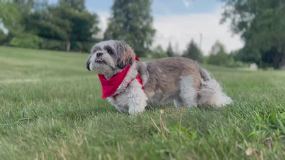 Dog Mom Set — Scarlet Red